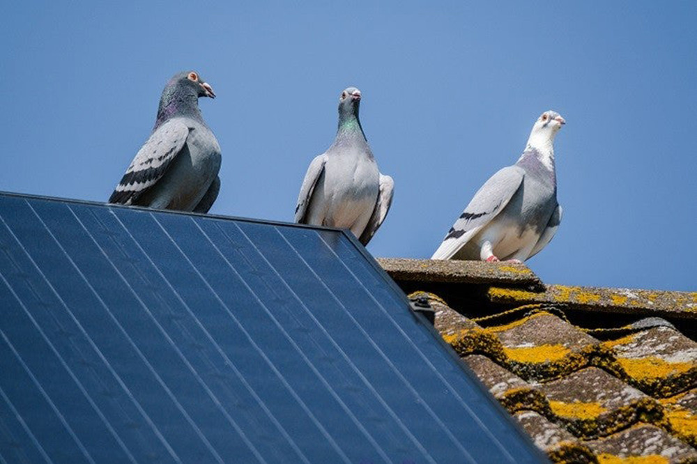 Chim bồ câu gây ảnh hưởng không nhỏ tới các tấm pin điện. Ảnh: PV